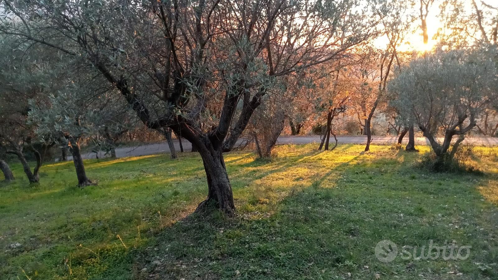 Terreno di ulivo - Vista 4