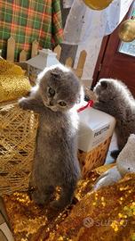 Cuccioli di Scottish