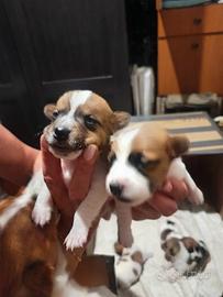 N2 maschi di jack Russell