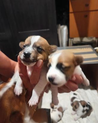 N2 maschi di jack Russell