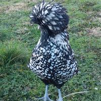 Galline padovane ciuffate