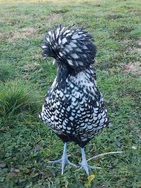 Galline padovane ciuffate