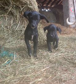 Cucciolo di piccola/mezza taglia