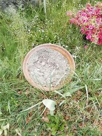 Vaso a ciotola in cotto da giardino