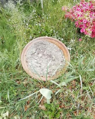Vaso a ciotola in cotto da giardino