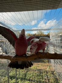 Coppie cacatua Roseicapilla Lutino