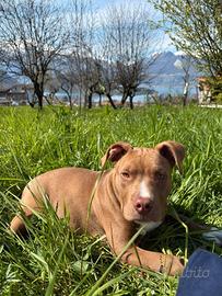 Cucciolo di American Pit bull