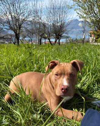 Cucciolo di American Pit bull