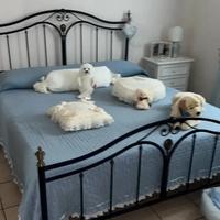 Letto verro battuto