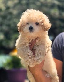 Maltipoo toy