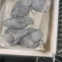 Un Amico . Inseparabili