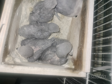 Un Amico . Inseparabili