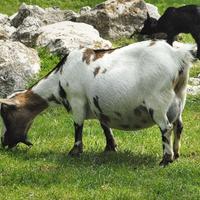 C.E.R.C.O. capretta Nana tibetana