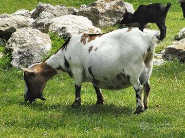 C.E.R.C.O. capretta Nana tibetana