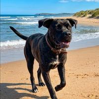 Ariel, cane corso in adozione