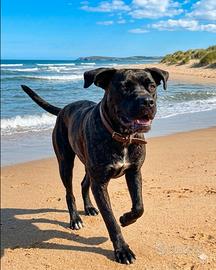Ariel, cane corso in adozione
