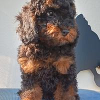 Barboncino barbone nano