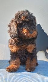 Barboncino barbone nano