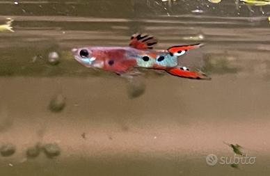 Guppy