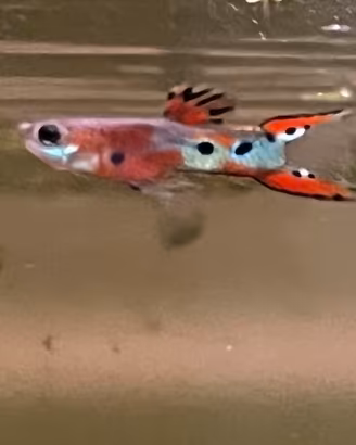 Guppy