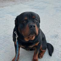 Rottweiler