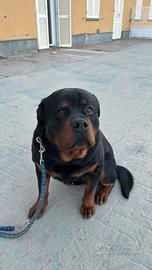 Rottweiler