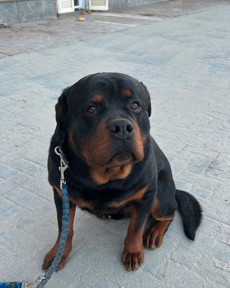 Rottweiler