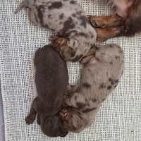 Bassotti pelo lungo taglie piccole