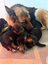 Cuccioli di pastore tedesco