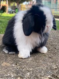 Coniglio Minilop Ariete