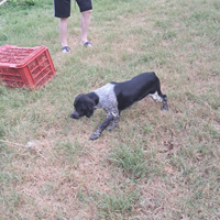 Cucciolo di breton pronta caccia