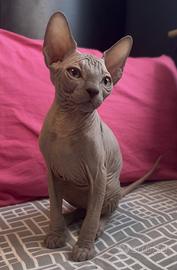 Cucciolo Sphynx