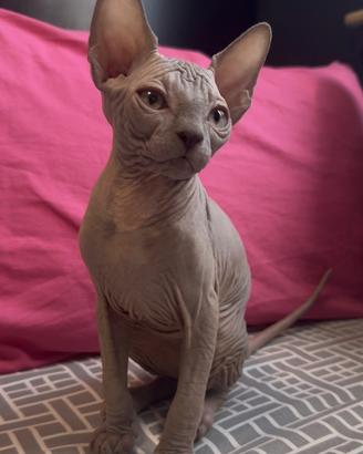 Cucciolo Sphynx