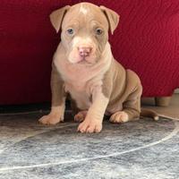 American pitbull terrier