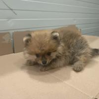 Spitz Pomerania (+39 3791084157)