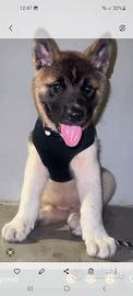 Akita americano