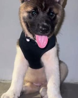 Akita americano