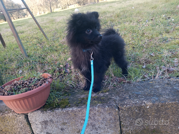 Volpino it cucciolo nero