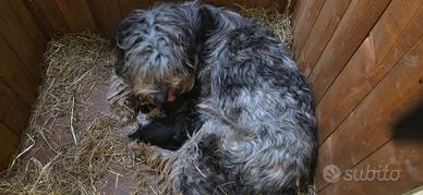 Pastore Bergamasco con Pedigree (Autoctono)