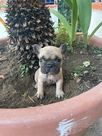 Bulldog francese