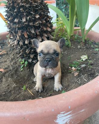 Bulldog francese