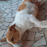Cuccioli nati il 14.02.2025