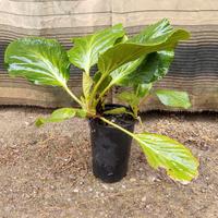 Bergenia cordifolia in vaso