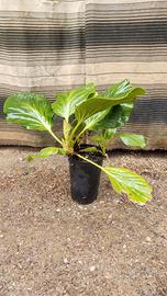 Bergenia cordifolia in vaso