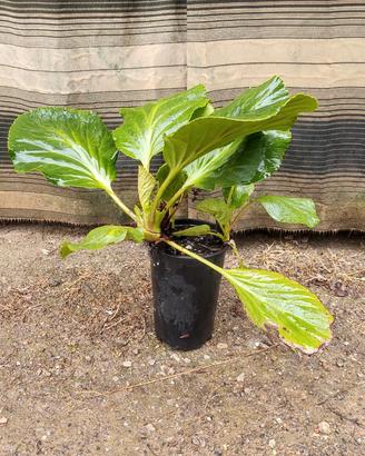 Bergenia cordifolia in vaso
