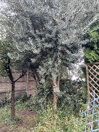 olivo 40 anni
