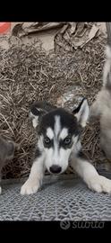 Husky siberian