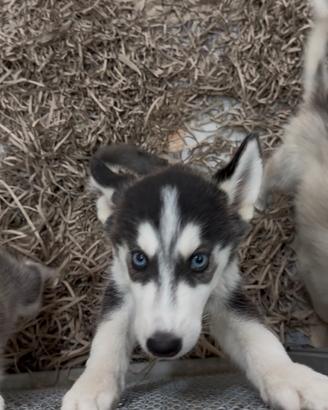 Husky siberian