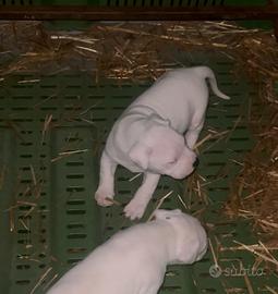 Dogo argentino