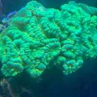 Acquario Marino coralli